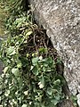 Mid-shot of woody growth and cascade of flowering stems