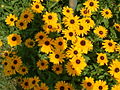 Image 5Black-eyed susans, the state flower, grow throughout much of the state. (from Maryland)