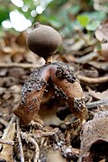 Geastrum fornicatum