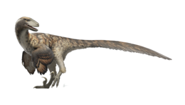 A Deinonychus rekonstrukciója