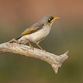 El mielero goligualdo (Manorina flavigula) es una especie de ave paseriforme de la familia Meliphagidae endémica de Australia. Su distintiva rabadilla de color blanco lo hace fácil de observar en el campo y es distinguible de las otras especies de su género. Se alimentan de invertebrados, néctar, polen, insectos y semillas. Suelen vivir en grupos, son sociales, ruidosos y defienden sus territorios o recursos de otras especies de aves. Habita en bosques secos y matorrales, especialmente en mallee. Por JJ Harrison.