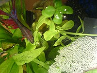 Betta male building a bubble nest