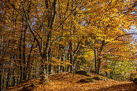 Gipfelbereich im Herbst