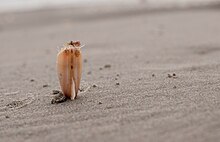 Bivalve posé à la verticale sur le sable d'une plage avec la mer en fond, le pied légèrement sorti de la coquille et pénétrant dans le sable.