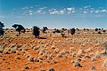 Kalahari, Namibia.