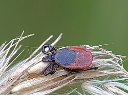 Közép-Európában a közönséges kullancs (Ixodes ricinus) a fertőzés legfontosabb terjesztője. Nimfa-állapotú és kifejlett kullancsok egyaránt terjeszthetik a betegséget.