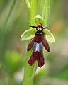 Fliegen-Ragwurz (Ophrys insectifera)