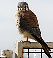 Falco sparverius cinnamonimus en Montevideo, Uruguay.