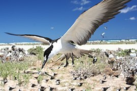 Fliegende Rußseeschwalbe