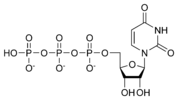 Chemical structure of uridine triphosphate