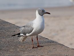 Wintering adult Bakau, Gambia