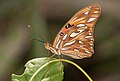 Agraulis vanillae es una llamativa mariposa de color naranja brillante, que habita en diversas zonas de toda América. En la fotografía, un ejemplar en la isla de Margarita, Venezuela. Por Wilfredor.