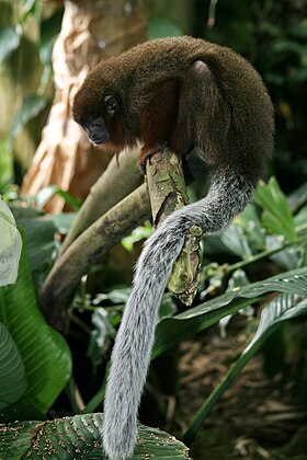 Callicebus brunneus