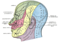 Innervation sensorielle de la peau de la tête et du cou. La distribution cutanée du nerf lacrymal est visible au-dessus de l'œil dans la zone verte.