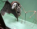 A preserved fruit bat showing how the skeleton fits inside its skin