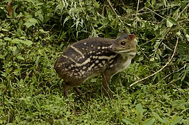 Moschiola indica (Tragulidae)