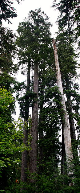 Amerikai duglászfenyő (Pseudotsuga menziesii ssp. menziesii) a Hoh esőerdőben USA, Washington állam