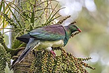 A kererū feeding on fruit of a nikau palm