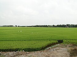 モクホア県の水田