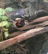 Wattled jacana (Jacana jacana) at the Amazon Rising exhibit.