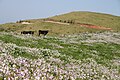 赤ハゲ山に咲く野ダイコン