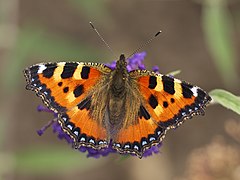 Nymphalidae Aglais urticae