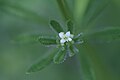 Galium spurium - Bastaardwalstro