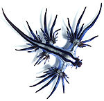 Glaucus atlanticus, violsnäcka