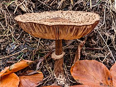 Autre Chlorophyllum rhacodes.