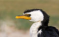 Close-up of the head