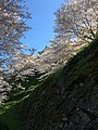 Cherry blossom at Ōzu Castle