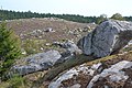 Tourbière de la Mazure (27 août 2017)