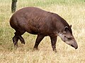 Tapir