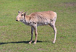 Saïga (Saiga tatarica).