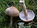 !Cortinarius spilomeus!