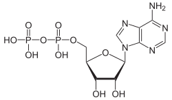 Formula di struttura dell'ADP.