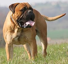 Chien de type molossoïde, de race Bullmastiff, d'apparence lourde et massive, avec une face renfoncée et des oreilles courtes et tombantes.