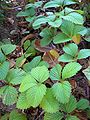 Musk strawberry (Fragaria moschata) valued for its intense aroma