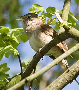 Vakarinė lakštingala (Luscinia megarhynchos)