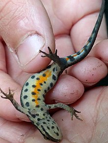 Newt held between fingers, exposing its orange–white, black-spotted underside