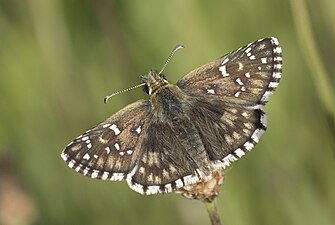 Skærbredpande (Pyrgus serratulae) Pyrgus serratulae