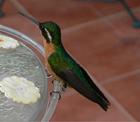 Female gray-tailed mountain-gem