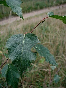 Skud og blade af Vortebirk (Betula pendula).