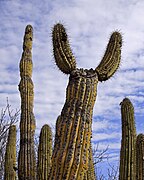 Stenocereus thurberi ở sa mạc Sonoran, Mexico