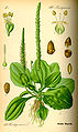 Ilustración d'una espiga cilíndrica en Plantago major