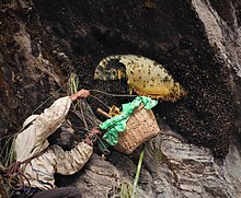 Mad Honey Hunting in a bamboo basket [1]