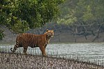 Un tigre a veira da auga