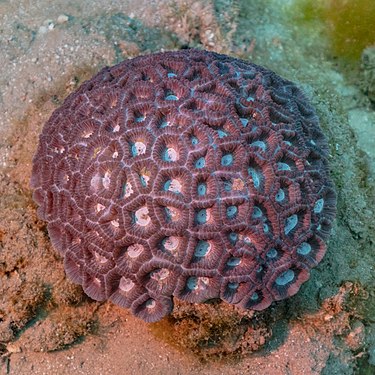 Coral (Favia favus), Ras Muhammad National Park, Red Sea, Egypt.