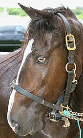 A horse with amber eyes.