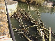 Un arbre déraciné par la crue et emporté jusqu'au pont-Joubert, mars 2007.